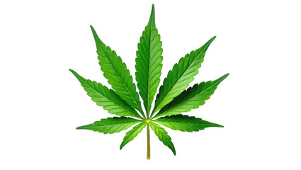 Single cannabis leaf isolated on black background