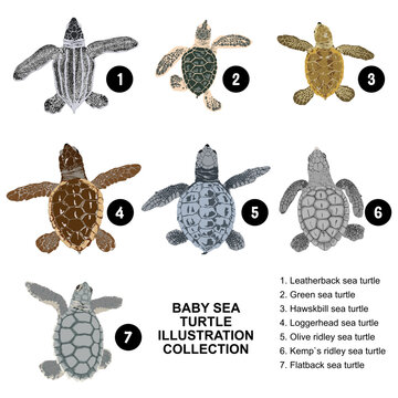 Baby sea turtle illustration collection: Leatherback sea turtle, Green sea turtle, Hawskbill sea turtle, Loggerhead sea turtle, Olive ridley sea turtle, Kemp`s ridley sea turtle, Flatback sea turtle. 