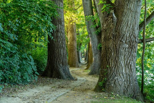 Pathway through a forest lined with tall trees.
