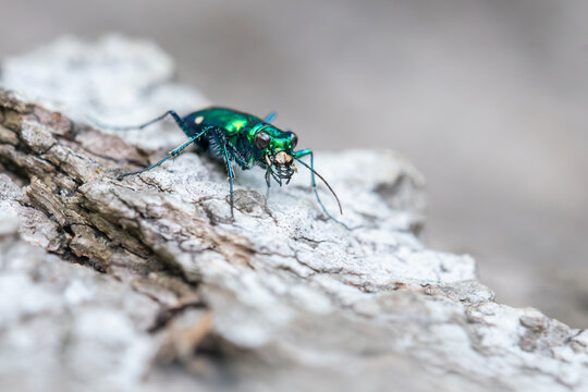 A six spotted tiger beetle crawls over a fallen tree in Toronto, Ontario's Taylor Creek Park.