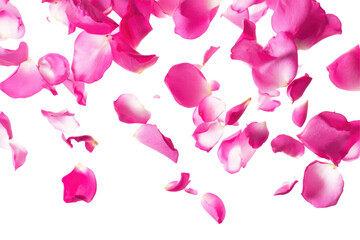 Falling pink rose petals on a black background creating a romantic and elegant floral arrangement design