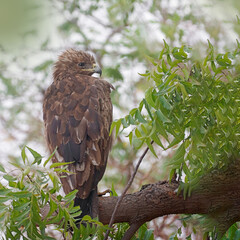 The Golden Eagle is a powerful bird of prey known for its broad wings, golden-brown plumage, and piercing gaze. It soars high over mountains and open landscapes, ruling the skies with grace.