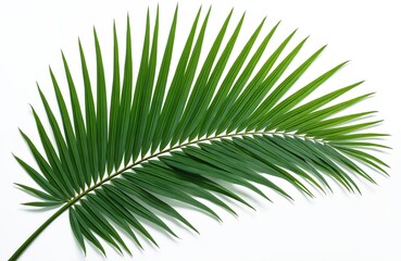 Obraz premium Vibrant green palm leaf against clean white background. Fresh tropical nature element for eco design. Freshness, natural beauty. Summer vacation vibes. Eco friendly leaf design.