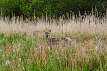 A graceful deer stands amidst tall grasses in a serene meadow in Denmark. The tranquil afternoon light casts a warm glow, enhancing the beauty of this natural setting. Dyrehaven Ved Haderslev