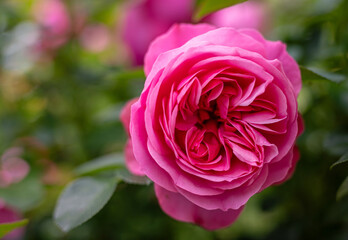 Close-up of the blossom of a pink historic English rose