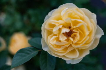 Close-up of the blossom of a yellow historic English rose
