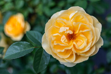Close-up of the blossom of a yellow historic English rose