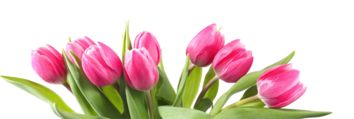 A bunch of vibrant pink tulips with green leaves against a dark background in a close up still life