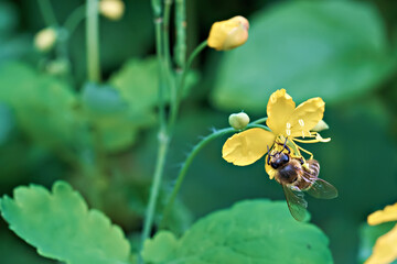 Bee on a yellow celandine flower among green grass