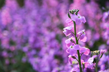 purple Matthiola incana flowers