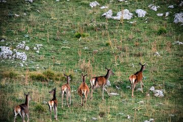A group of deer in the mountains