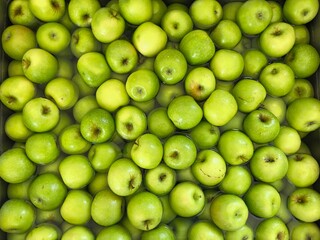 Fresh Granny Smith apples soaking in a sink of clean water, ready for eating. Concept of clean eating, food preparation, harvest, or healthy kitchen produce. No people, top view.