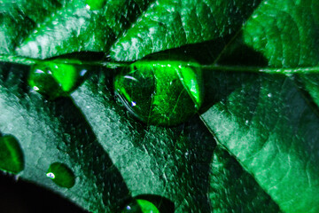 葉に乗った水滴