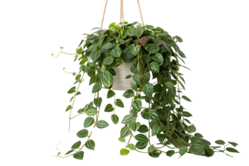 Lush Green Peperomia Hanging Plant Vibrant Foliage for Home Decor