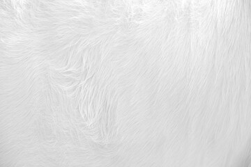 Light white cow fur soft smooth texture or animal hair natural background