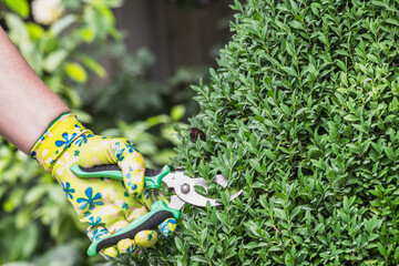 Pruning boxwood shoots with pruning shears. Topiary pruning of evergreen and coniferous plants in...