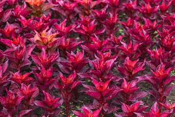 Natural purple background from an array of flowers iresine.