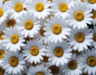 Fototapeta premium カモミールの花