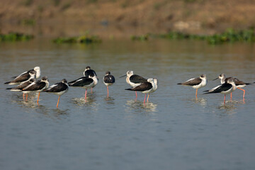 Bird watching in the lakes of Bangladesh. This set of photos of waterfowl (shorebirds) in the large wetlands of Chapai. Black-winged stilt (Himantopus leucocephalus)