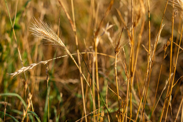 Golden dry wheat stalks swaying in a summer field under bright sunlight.

