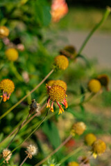 Dried coneflowers in a garden setting with blurred green background and stems.
