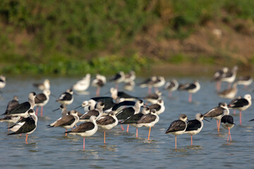 Black-winged stilt (Himantopus himantopus), elegant long-legged bird feeding in water of the lake sight in Bangladesh