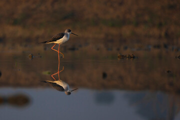 Reflection of a black-winged bird in the water. It is walking or standing. The lake water has shadows and a reddish or brownish background.
