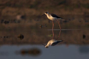 Reflection of a black-winged bird in the water. It is walking or standing. The lake water has shadows and a reddish or brownish background.