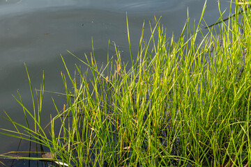 Slender green blades of grass emerge from water in a calm and serene wetland scene.
