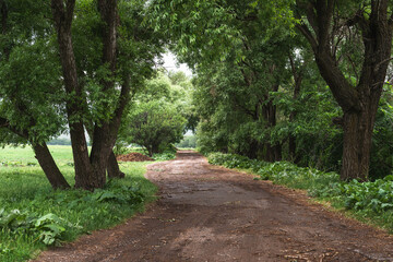 Trees along a dirt road on a cloudy summer day. Countryside landscape.