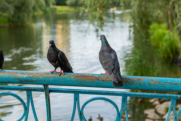 Two pigeons perched on a weathered blue railing above a reflective pond in a park.
