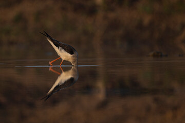 Reflection of a black-winged bird in the water. It is walking or standing. The lake water has shadows and a reddish or brownish background.