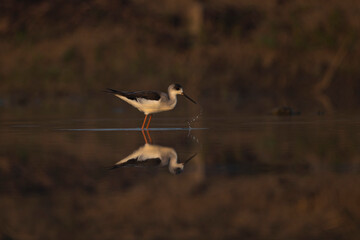 Reflection of a black-winged bird in the water. It is walking or standing. The lake water has shadows and a reddish or brownish background.