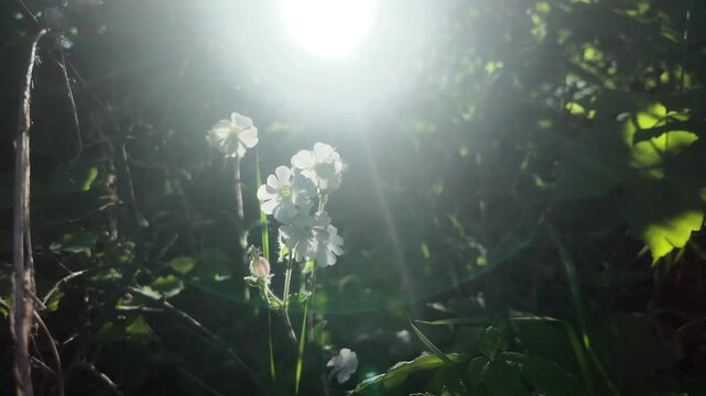 Hidden in Light &ndash; Bitterroot in the Niche