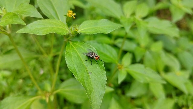 Insect on leafs