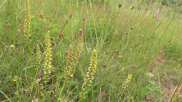 Ohnhorn (Orchis anthropophora, Sy. Aceras anthropophorum) auf einem Kalkmagerrasen (Nordrhein-Westfalen, Deutschland, Z&uuml;lpich