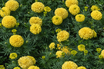 Natural background of large yellow marigolds.
