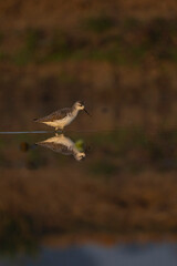 Reflection of a stilt sandpiper bird in the water. It is walking or standing. The lake water has shadows and a reddish or brownish background.