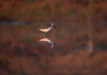 Reflection of a stilt sandpiper bird in the water. It is walking or standing. The lake water has shadows and a reddish or brownish background.