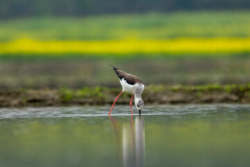 Reflection of a black-winged bird in water. It is walking or standing. Its beak is touching the water. There is a little water on the ground and the bird's feet are red.