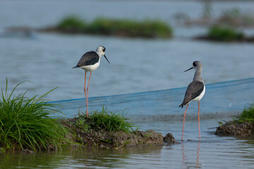 Two birds are standing by the water. This one is standing for food. The legs are red and long.