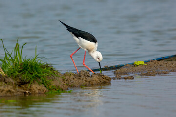 Fototapeta premium A bird is standing on the green grass by the water. It is standing for food. This bird has black wings and red and long legs.
