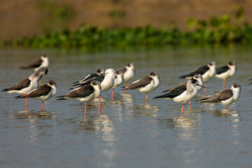 Bird watching in the lakes of Bangladesh. This set of photos of waterfowl (shorebirds) in the large wetlands of Chapai. Black-winged stilt (Himantopus leucocephalus)