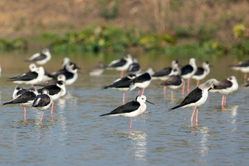 Bird watching in the lakes of Bangladesh. This set of photos of waterfowl (shorebirds) in the large wetlands of Chapai. Black-winged stilt (Himantopus leucocephalus)