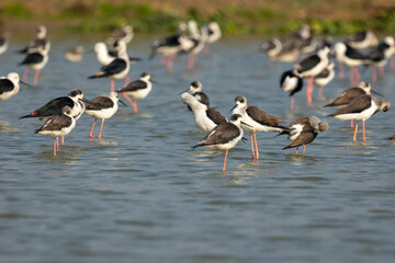 Bird watching in the lakes of Bangladesh. This set of photos of waterfowl (shorebirds) in the large wetlands of Chapai. Black-winged stilt (Himantopus leucocephalus)