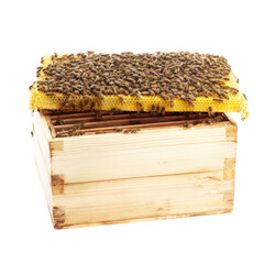 A beehive box with many bees covering the yellow honeycomb frame on top of the wooden structure box