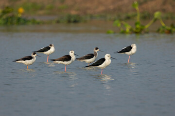 Bird watching in the lakes of Bangladesh. This set of photos of waterfowl (shorebirds) in the large wetlands of Chapai. Black-winged stilt (Himantopus leucocephalus)