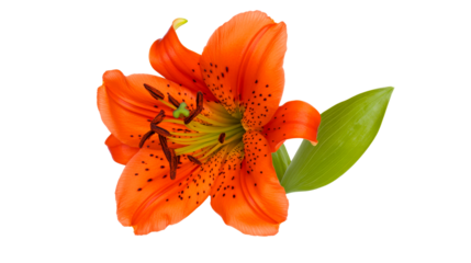 Orange Tiger Lily with a Green Leaf, cut out transparent