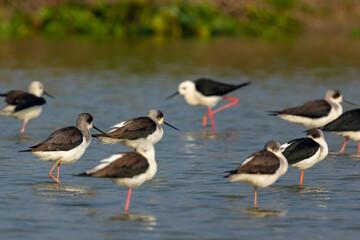 Bird watching in the lakes of Bangladesh. This set of photos of waterfowl (shorebirds) in the large wetlands of Chapai. Black-winged stilt (Himantopus leucocephalus)