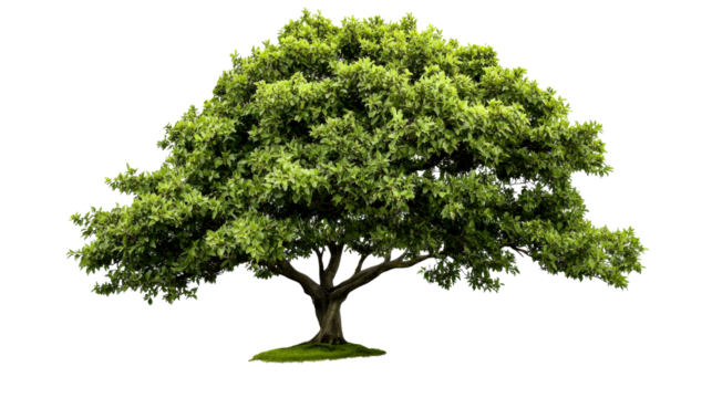 Oak Tree with Full Green Canopy and Trunk, cut out transparent